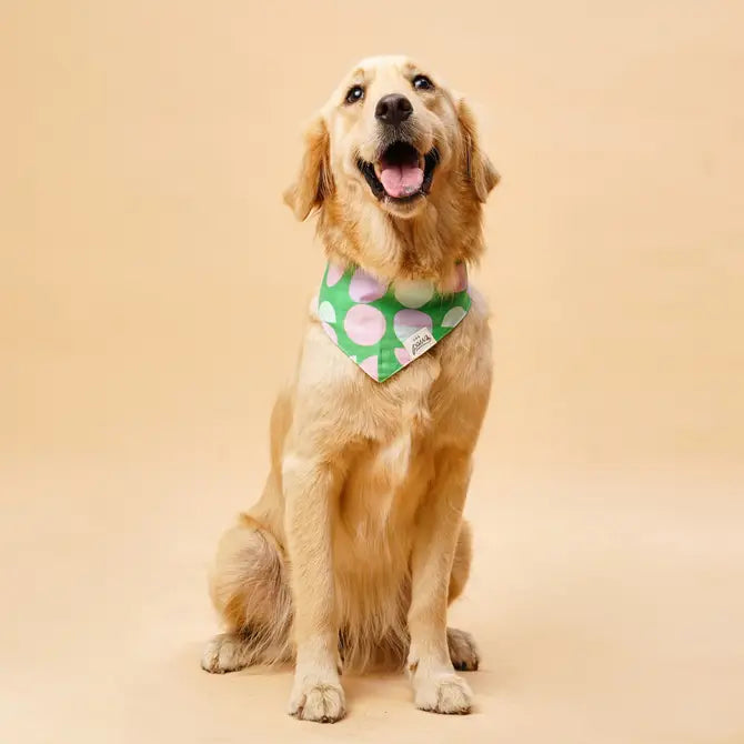 Elroy dog bandana from The Paws