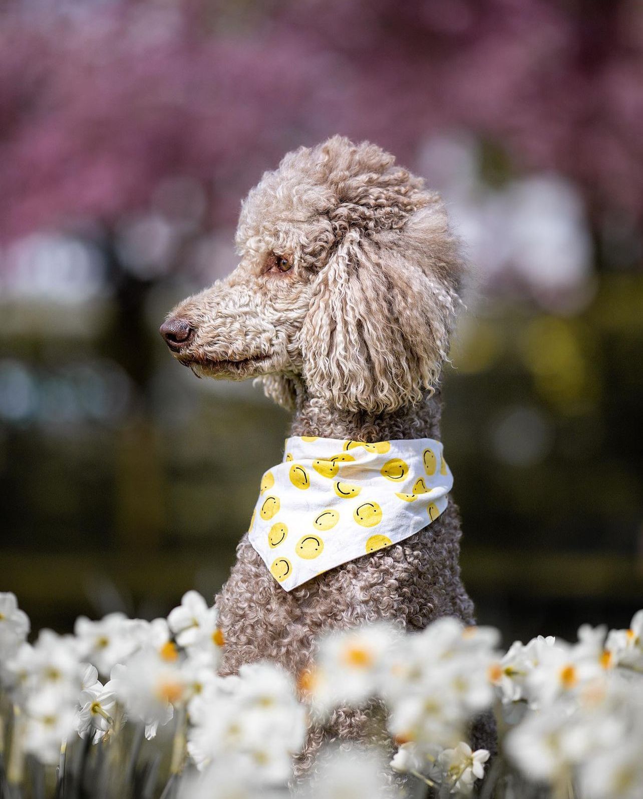 Elsie Bandana from The Paws