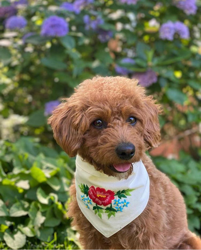 Special Dog Bandana by The Paws