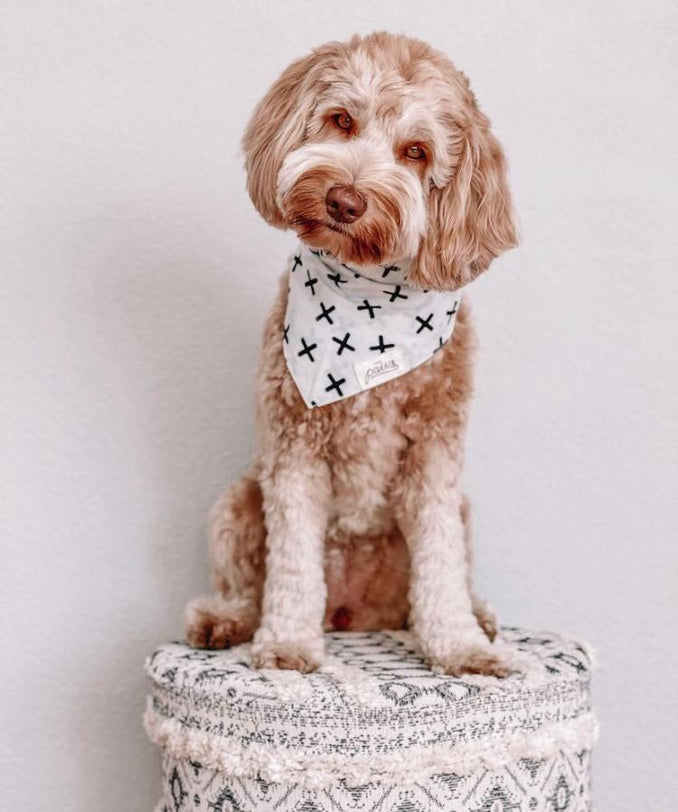 Everyday Bandana by The Paws