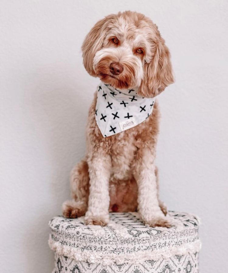 Everyday Bandana by The Paws