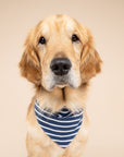 Everyday Stripe Dog Bandana
