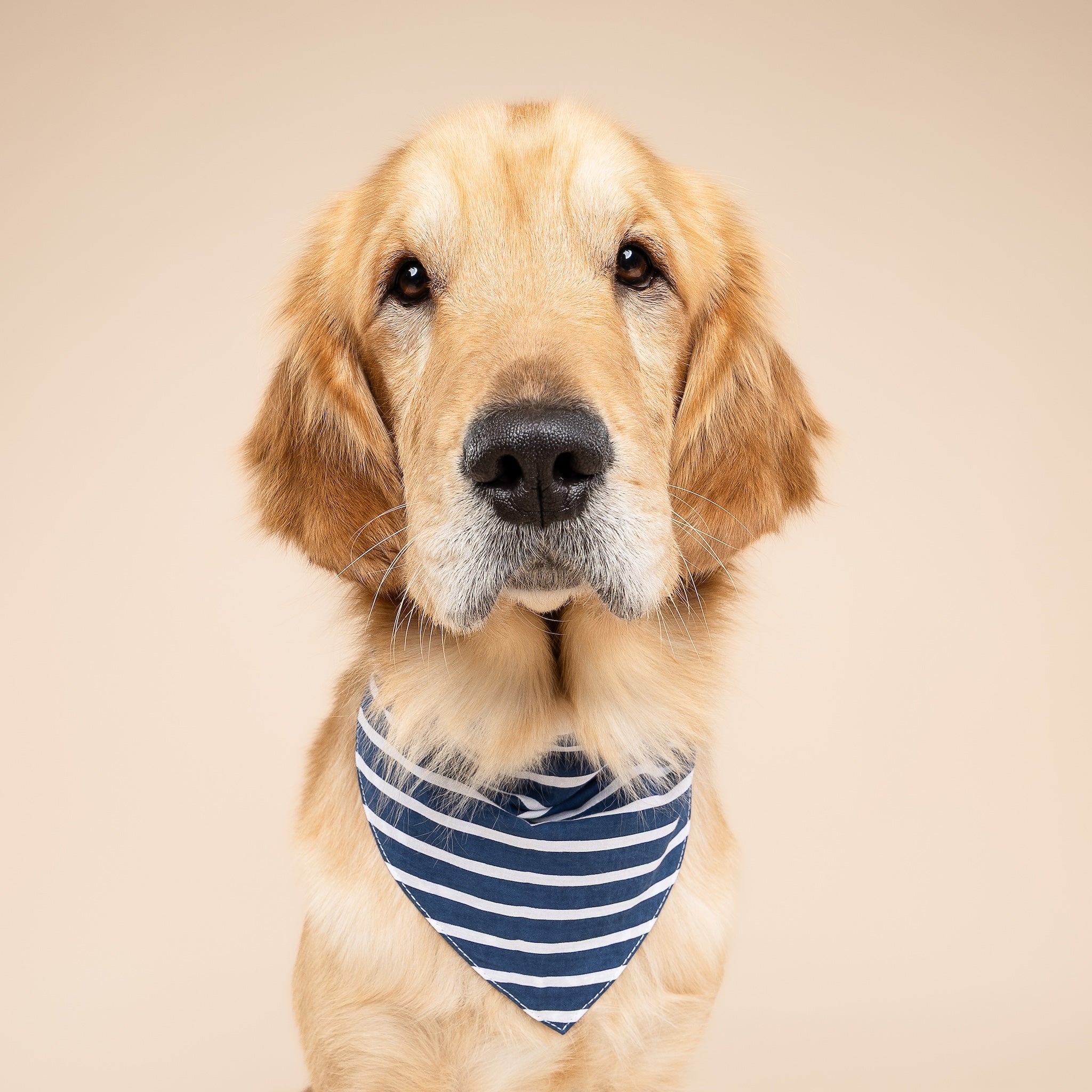 Everyday Stripe Dog Bandana