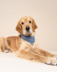Everyday Stripe Dog Bandana