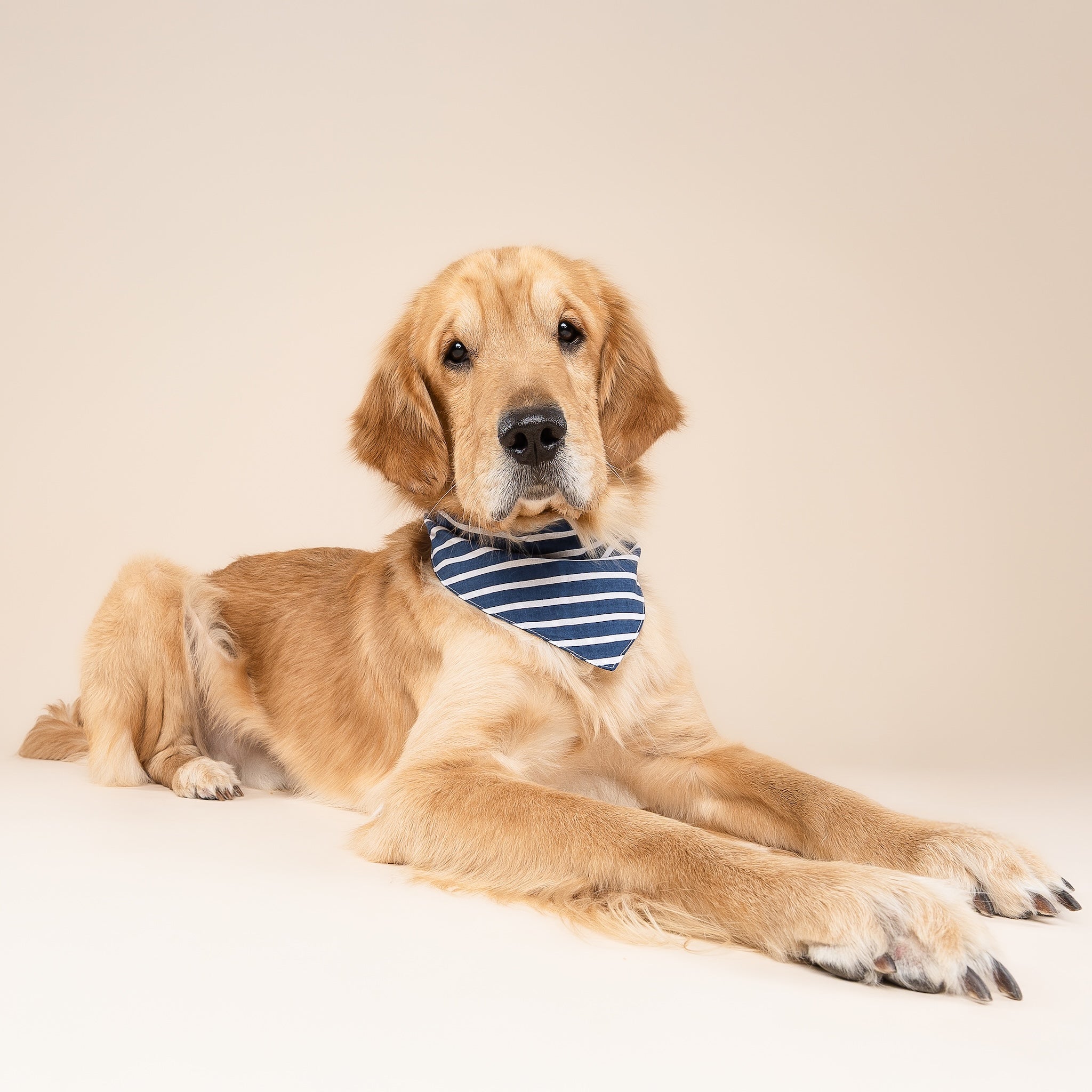 Everyday Stripe Dog Bandana