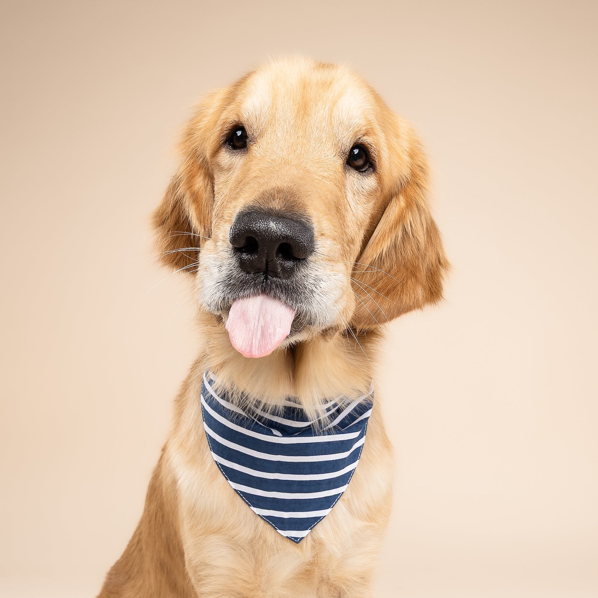 Everyday Stripe Dog Bandana