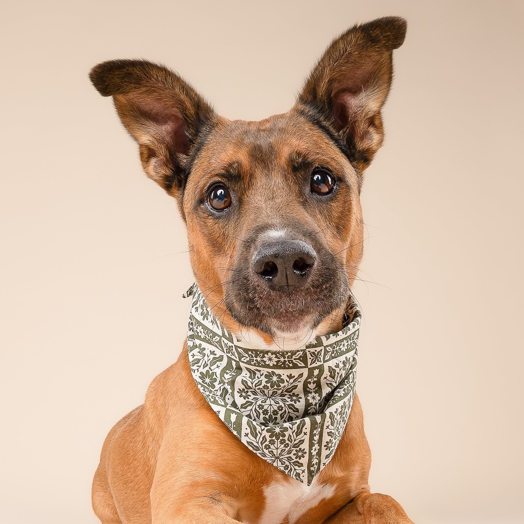 3 Pack of Fall Fun Dog Bandanas