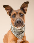 3 Pack of Fall Fun Dog Bandanas