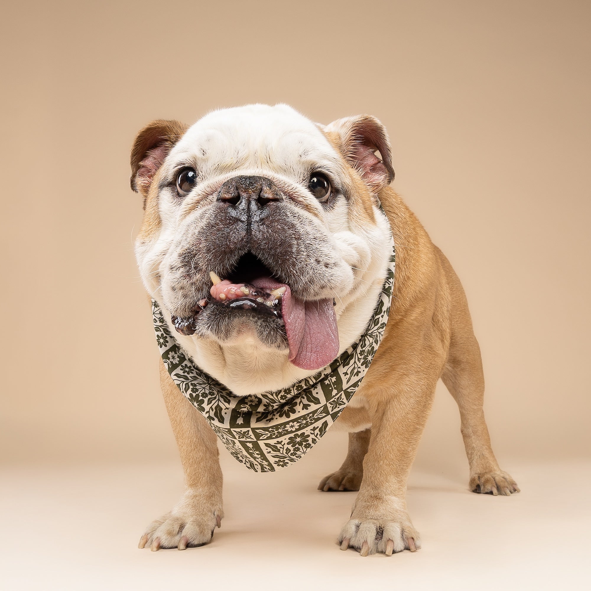 Fernwood Dog Bandana