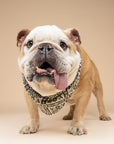 Fernwood Dog Bandana