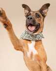 Fernwood Dog Bandana