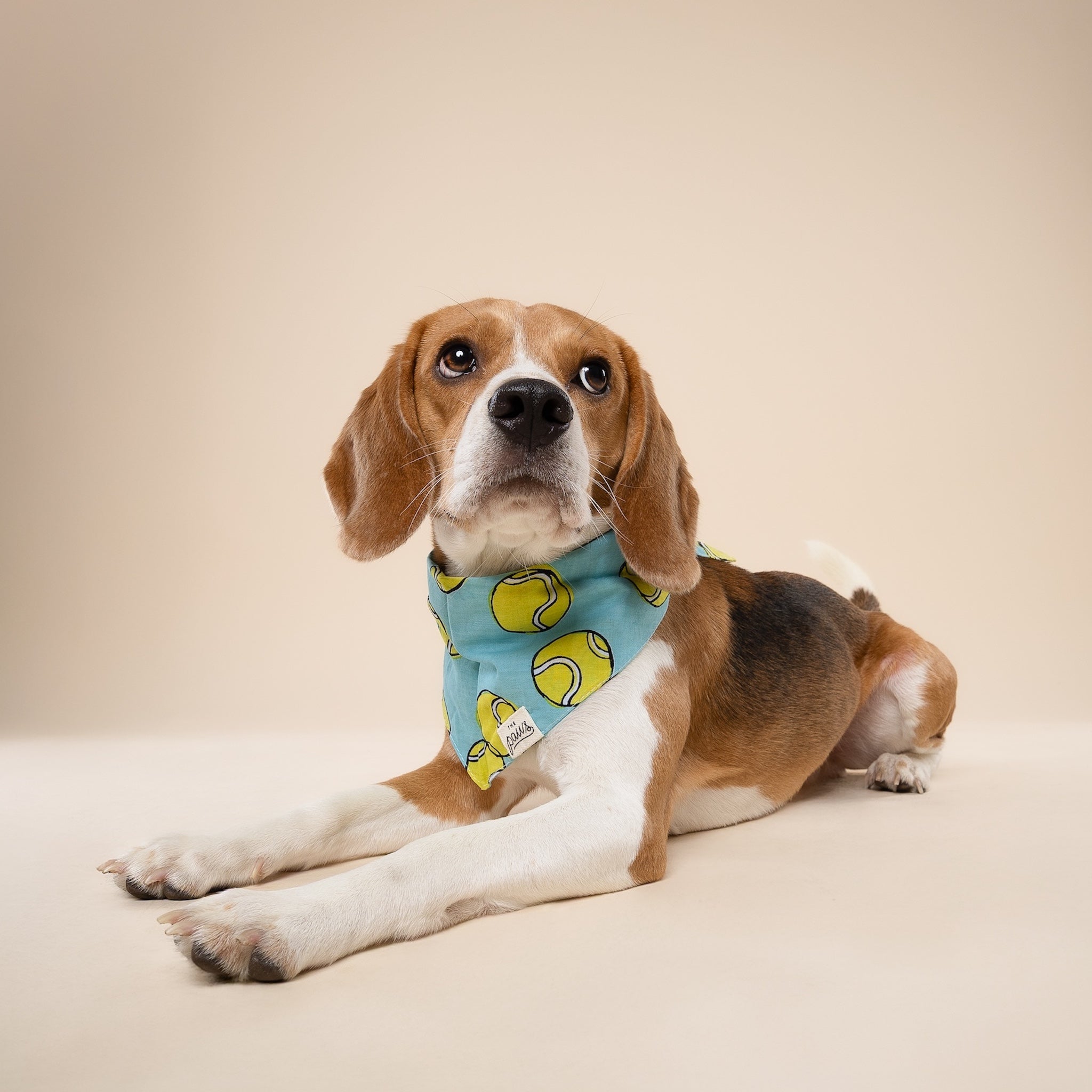 Fetch Dog Bandana