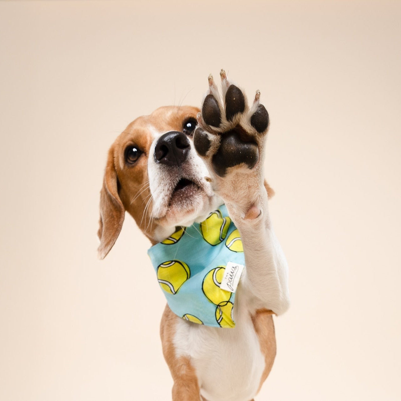 Fetch Dog Bandana