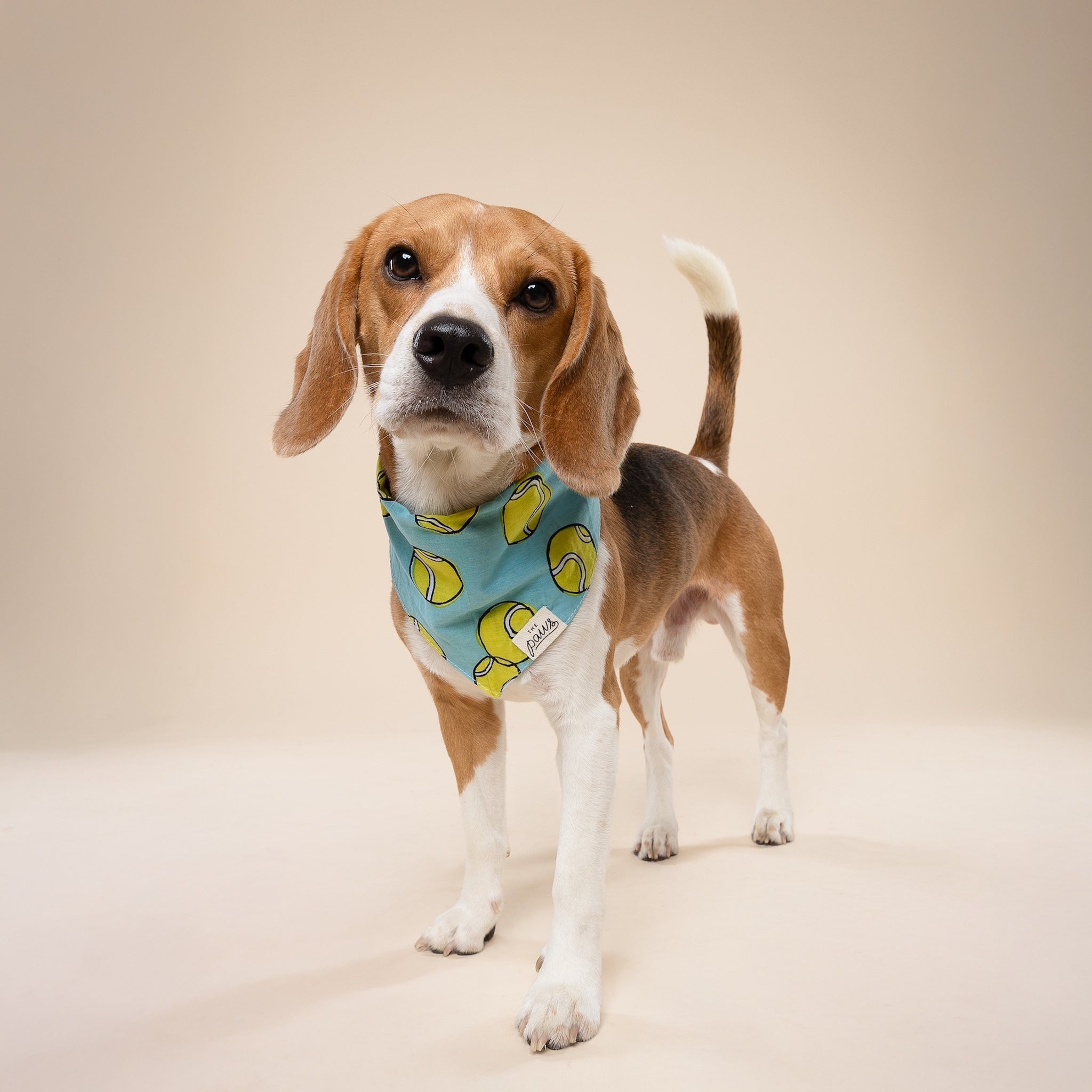 Fetch Dog Bandana
