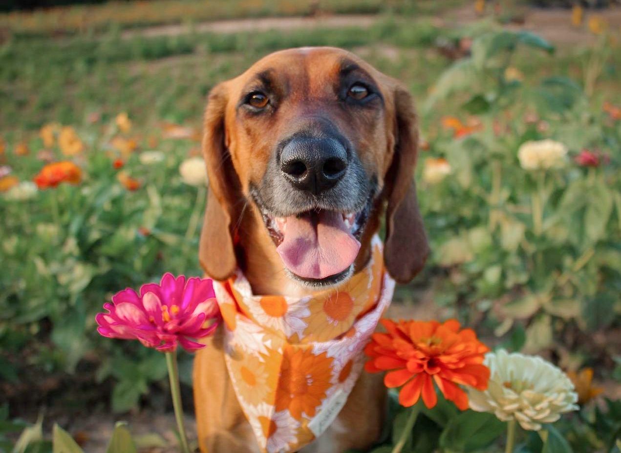 Fielding Dog Bandana - The Paws