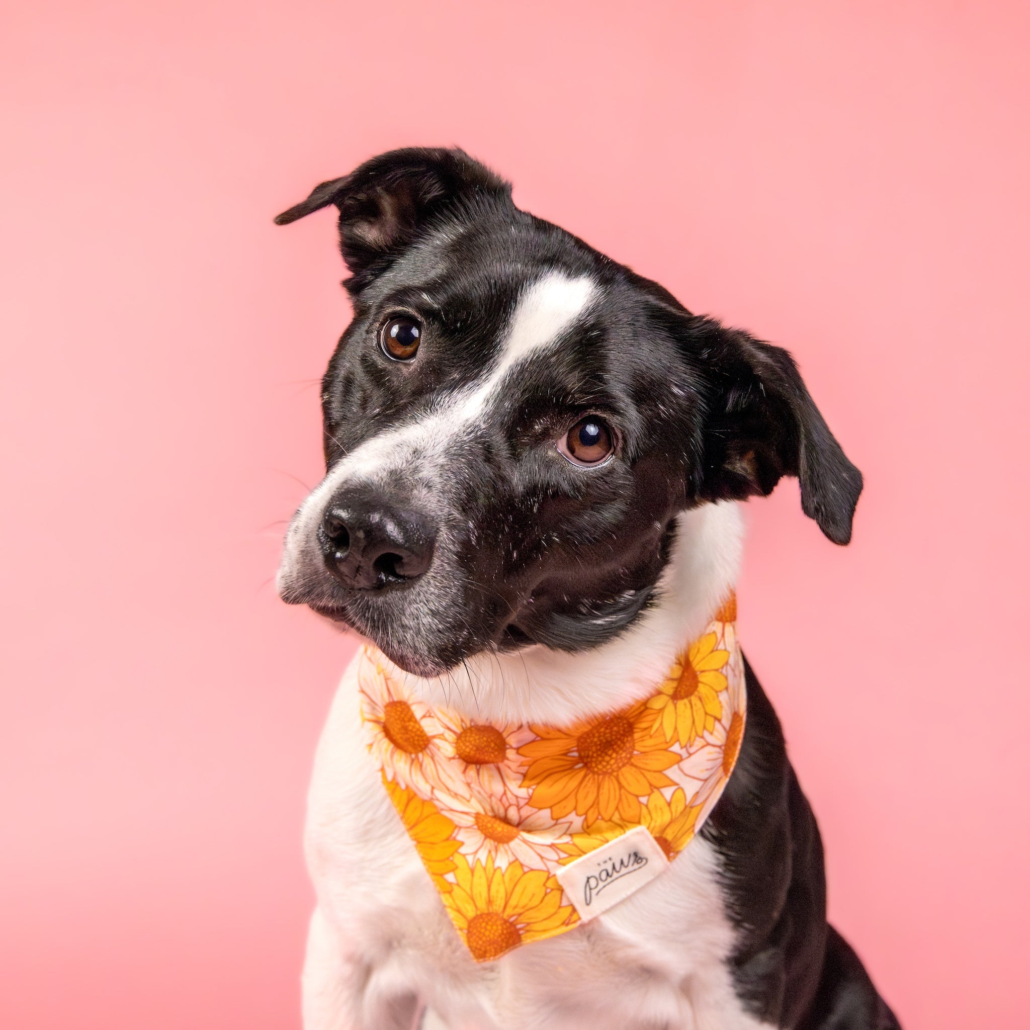 Fielding dog bandana