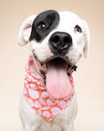Flores Dog Bandana