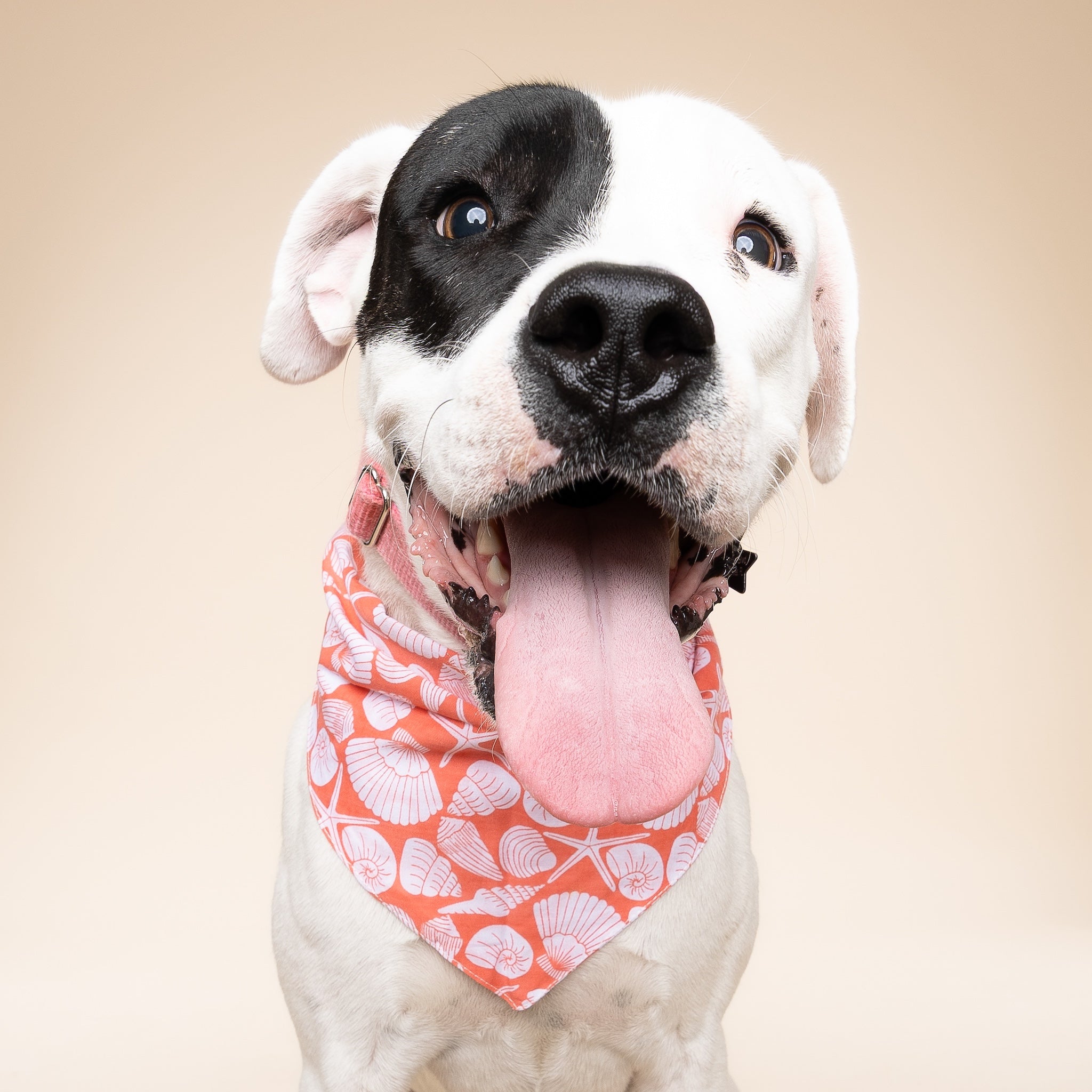 Flores Dog Bandana