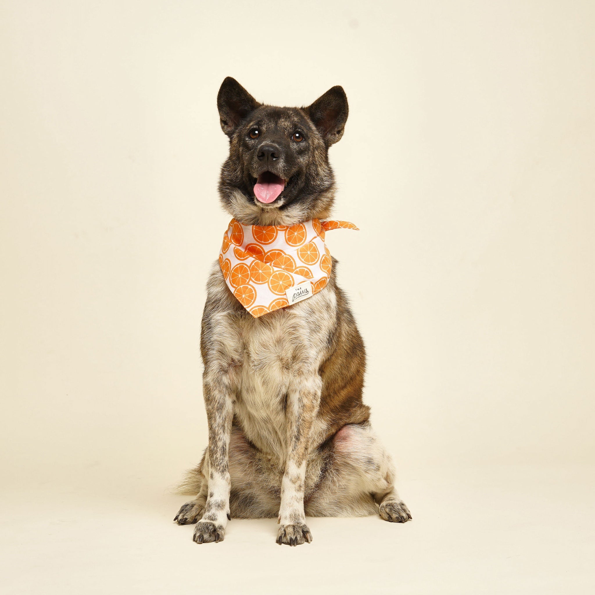Dog wearing an orange slice bandana
