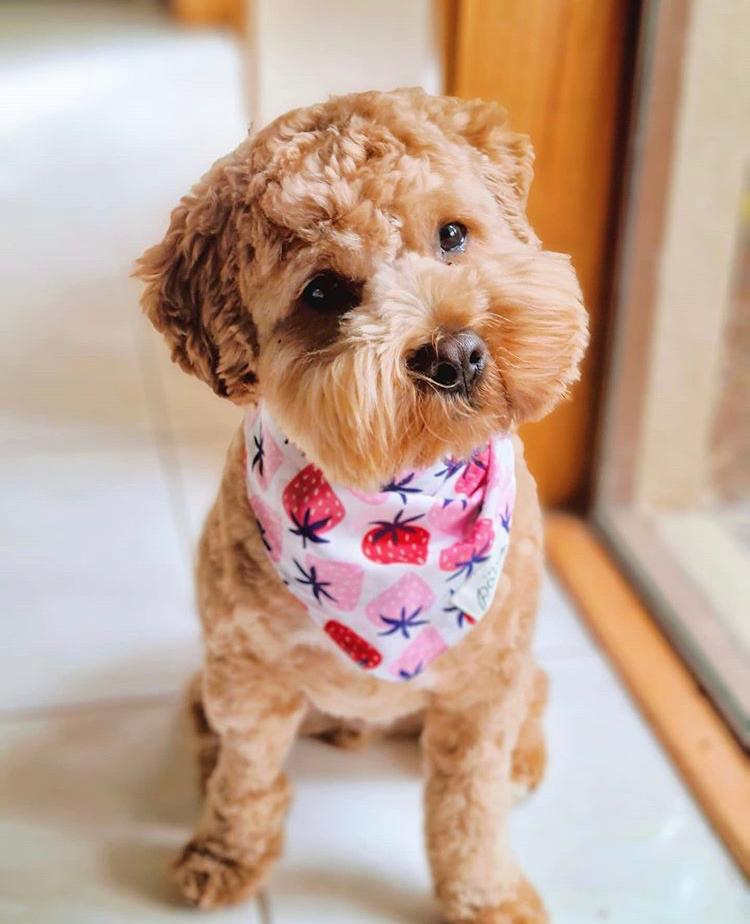 Fresh As Dog Bandana