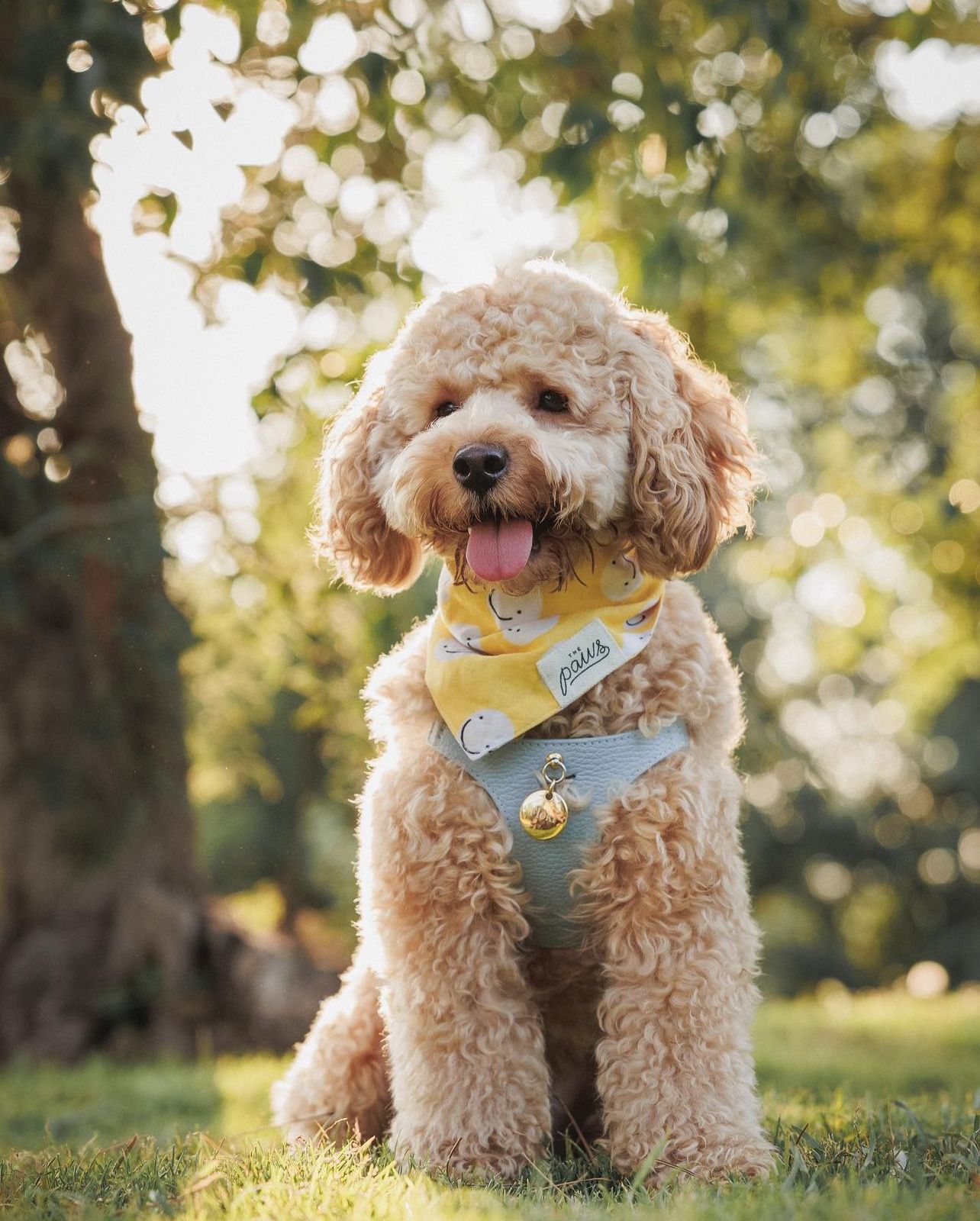 Friends Dog Bandana from The Paws