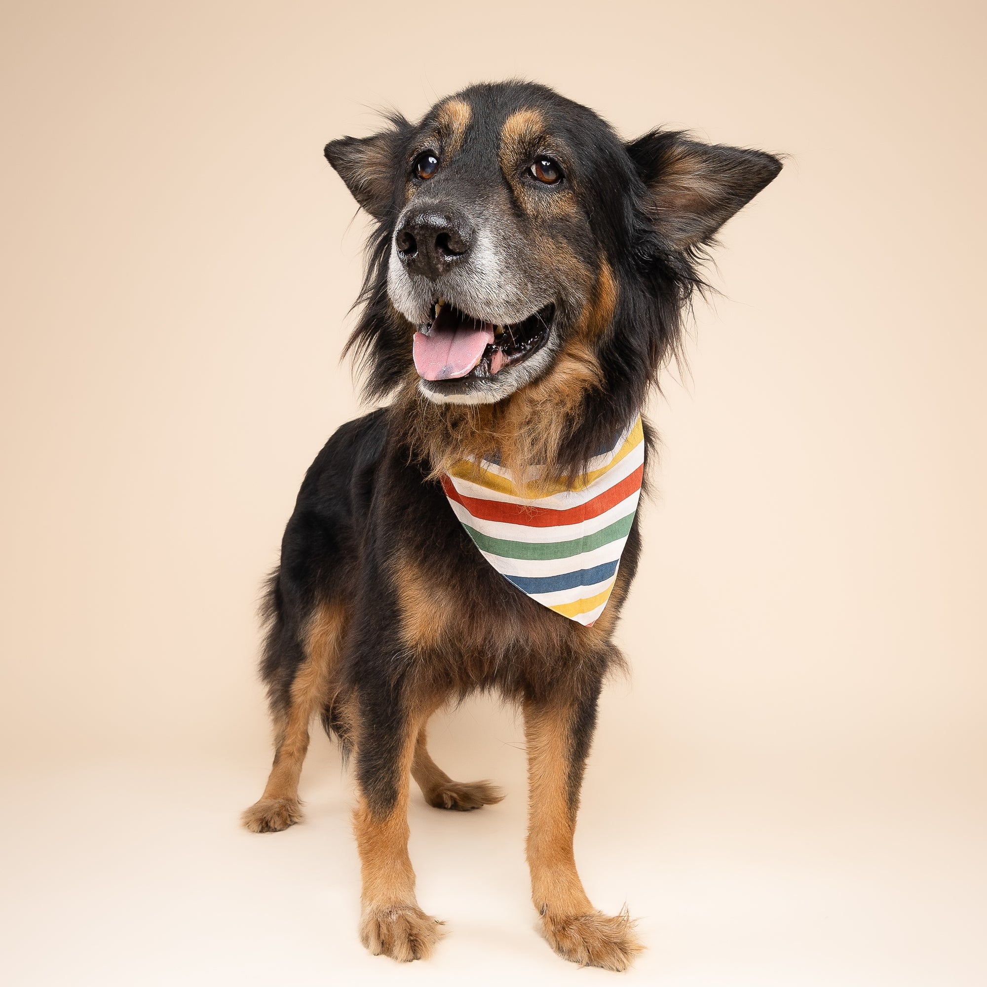 Frontier Dog Bandana
