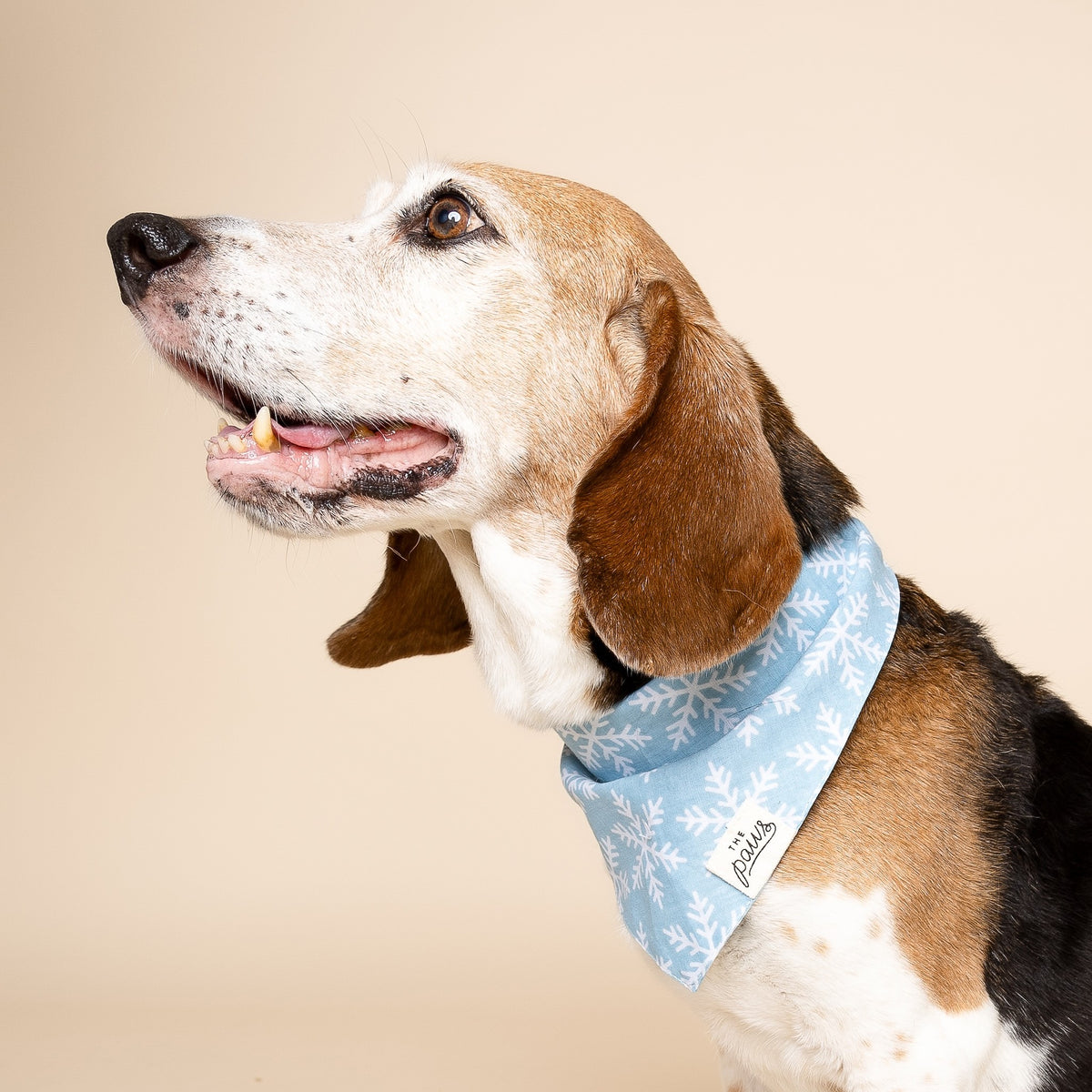 Frozen Dog Bandana