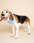 Frozen Dog Bandana