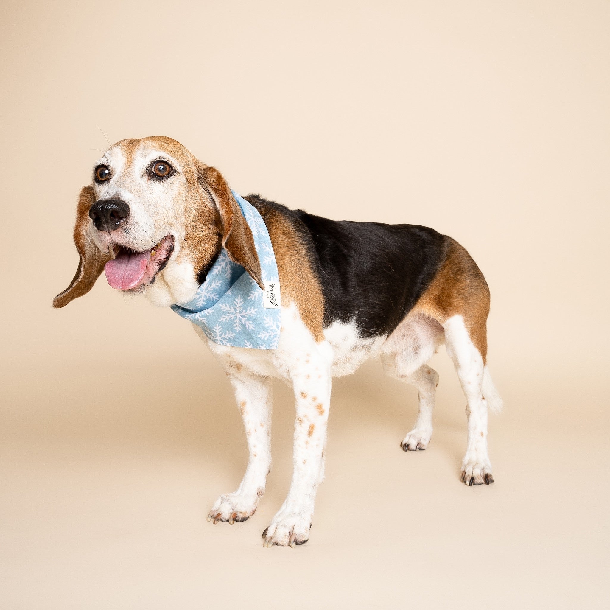Frozen Dog Bandana