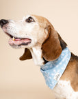 Frozen Dog Bandana