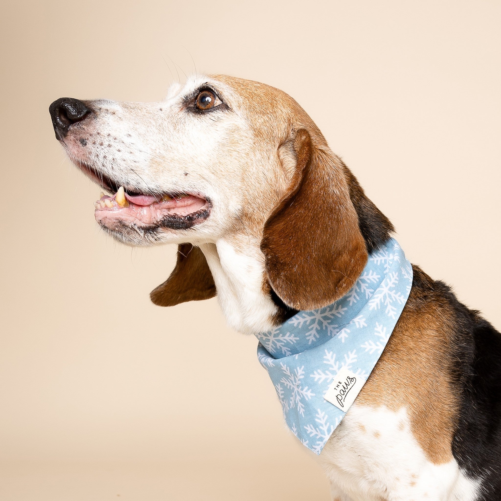 Frozen Dog Bandana