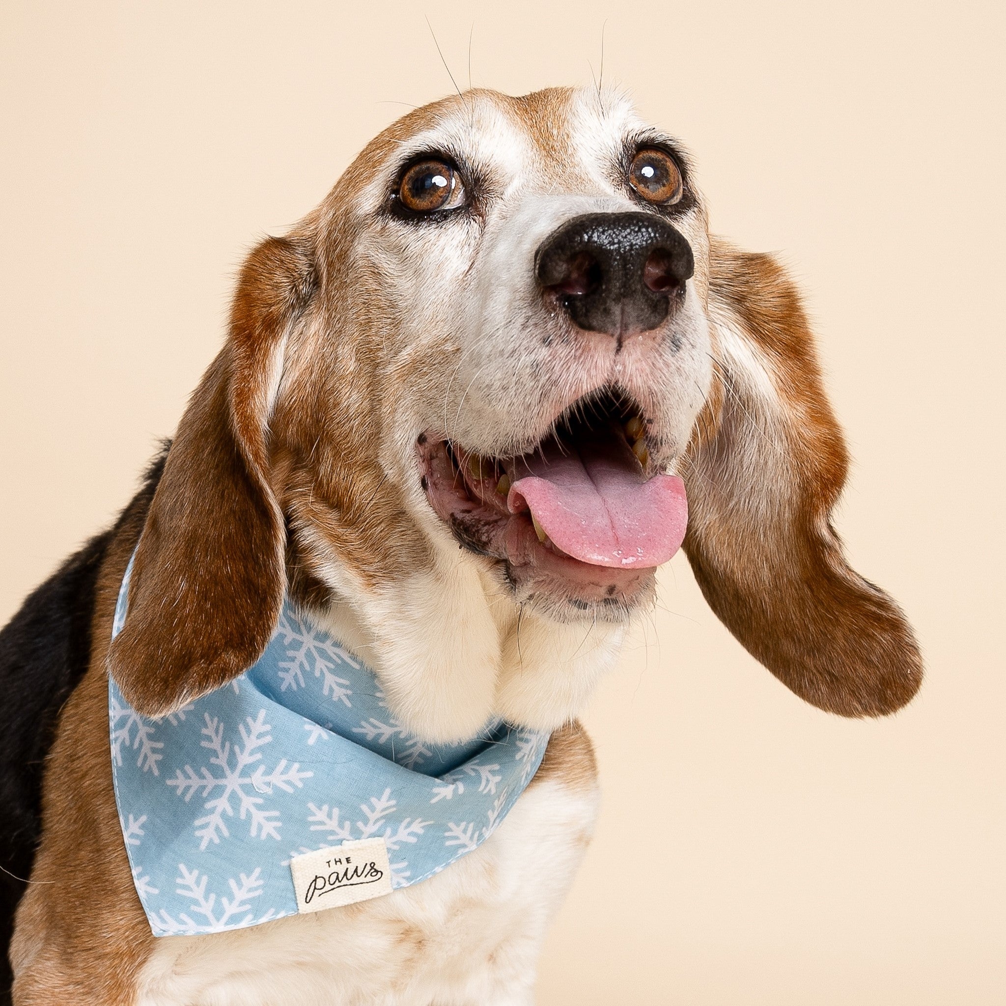 Frozen Dog Bandana