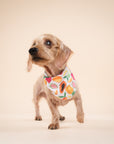 Fruity Cooling Bandana