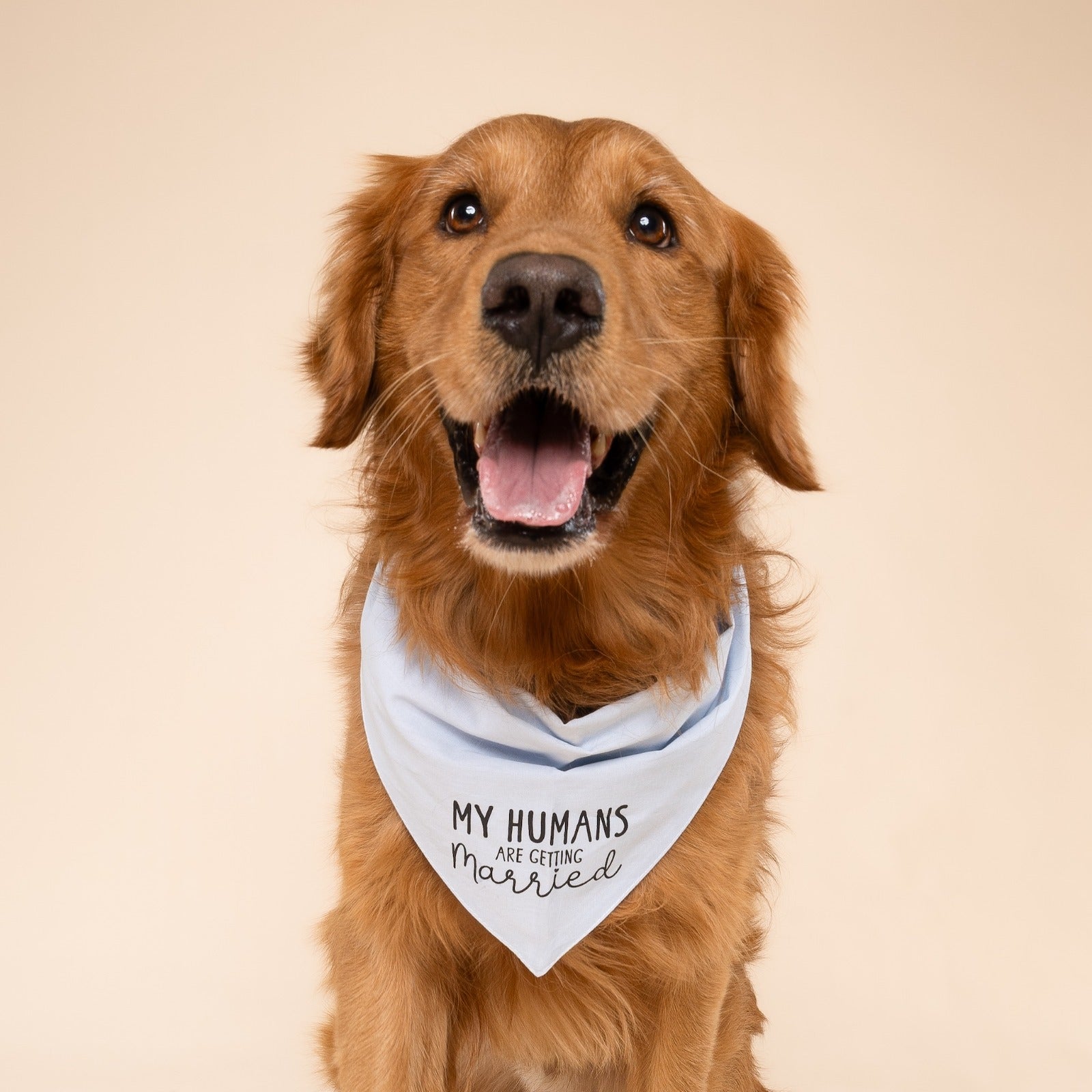 Getting Married Blue Dog Bandana