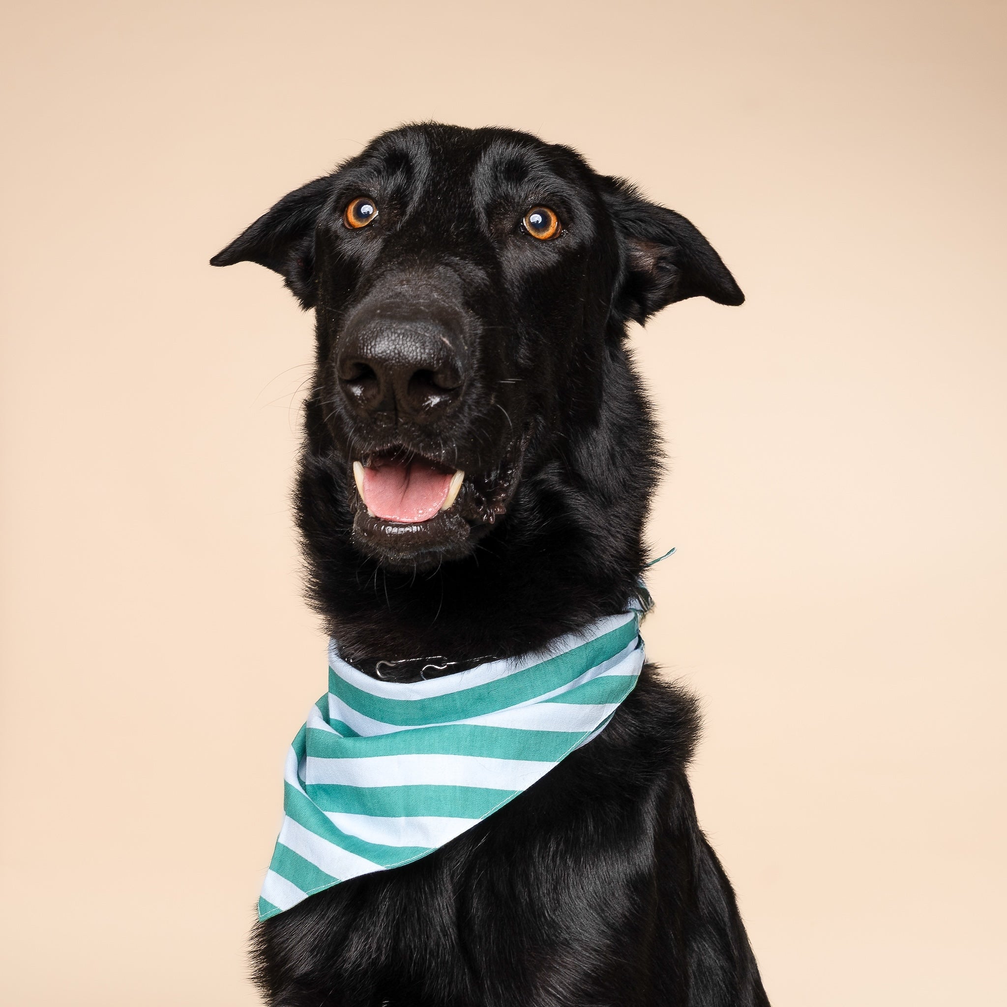 Gili Dog Bandana