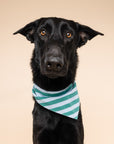 Gili Dog Bandana