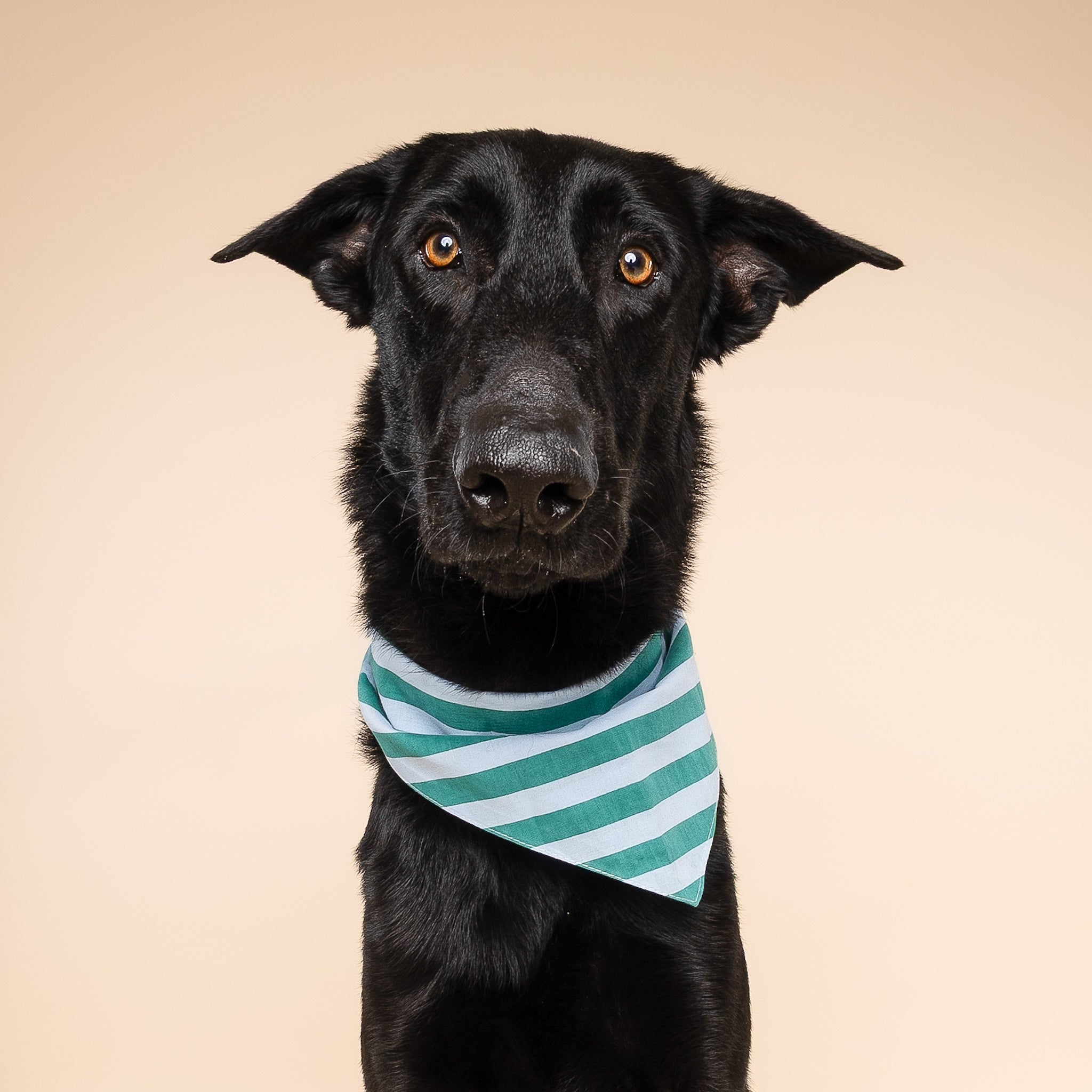 Gili Dog Bandana