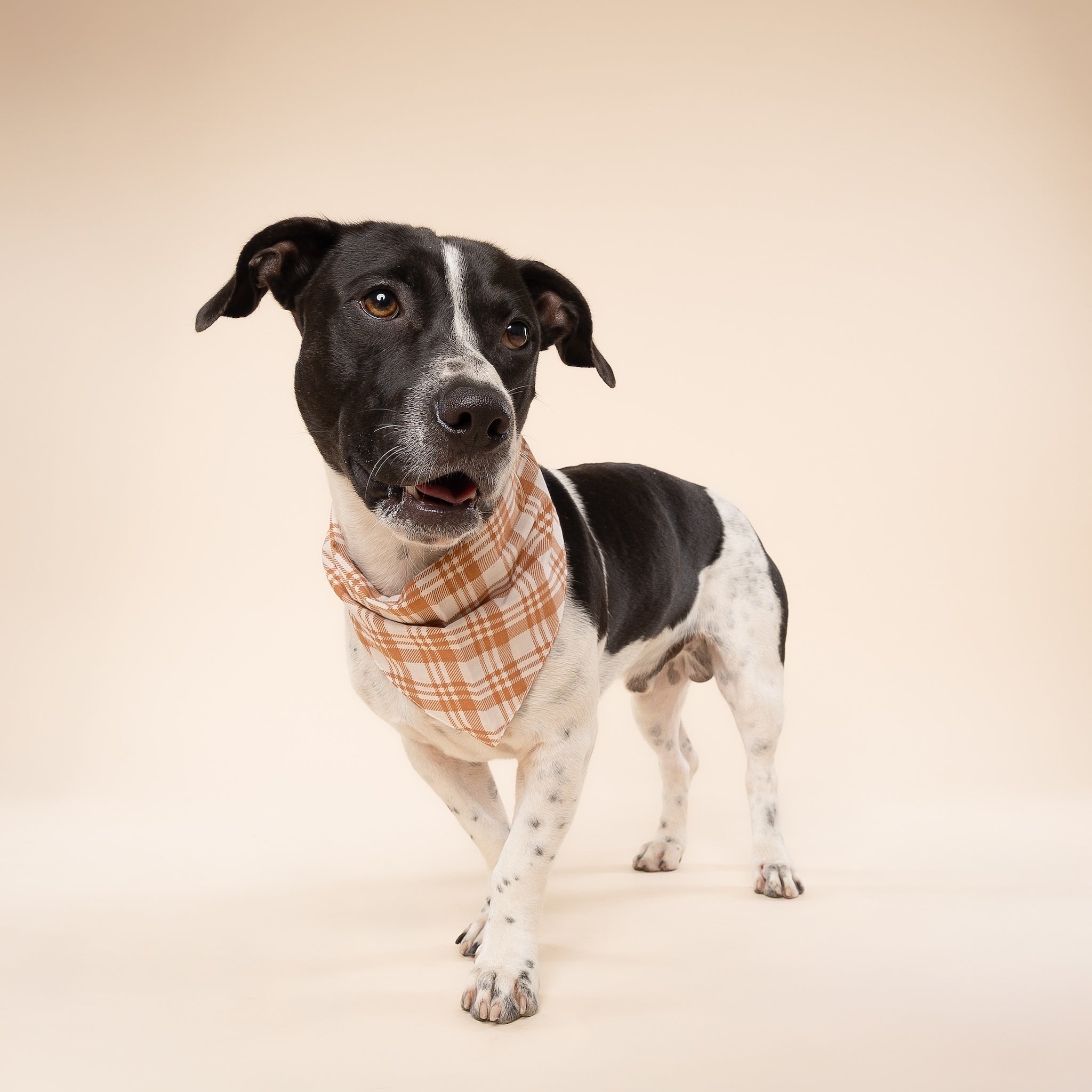 Dog wearing a plaid scarf on a beige background