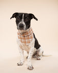 Dog wearing an orange checker bandana on a beige background