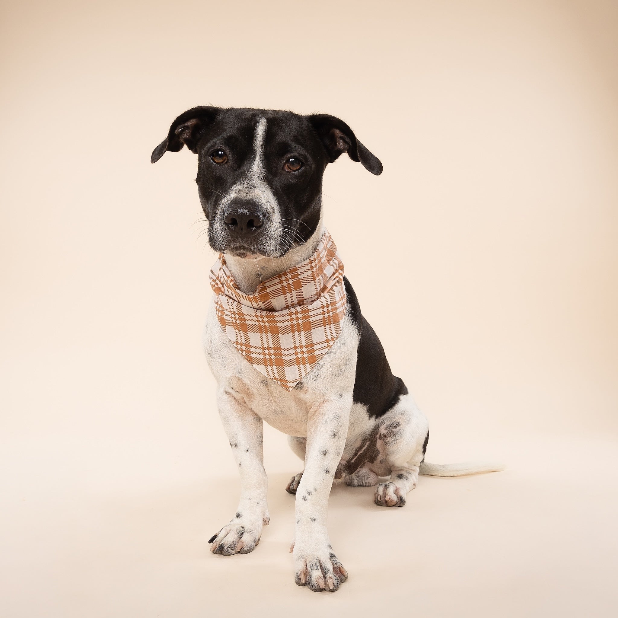 Dog wearing an orange checker bandana on a beige background