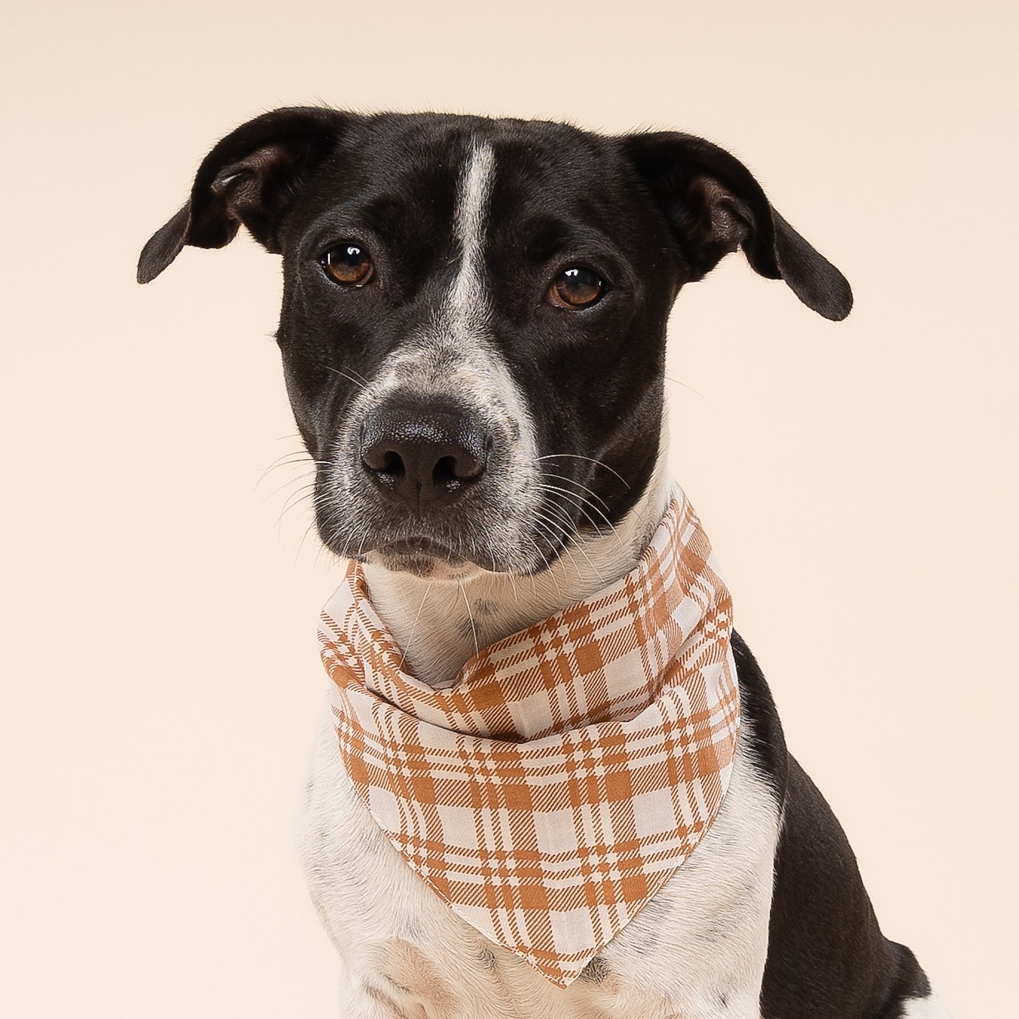 Dog wearing a plaid bandana on a beige background close up