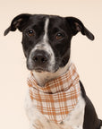 Dog wearing a plaid bandana on a beige background close up