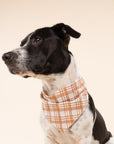 Dog wearing a plaid bandana on a beige background