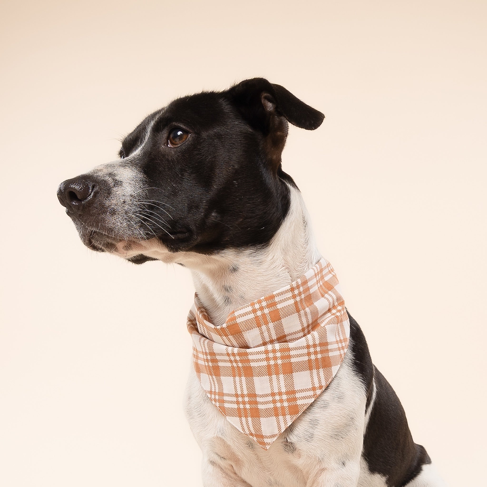 Dog wearing a plaid bandana on a beige background