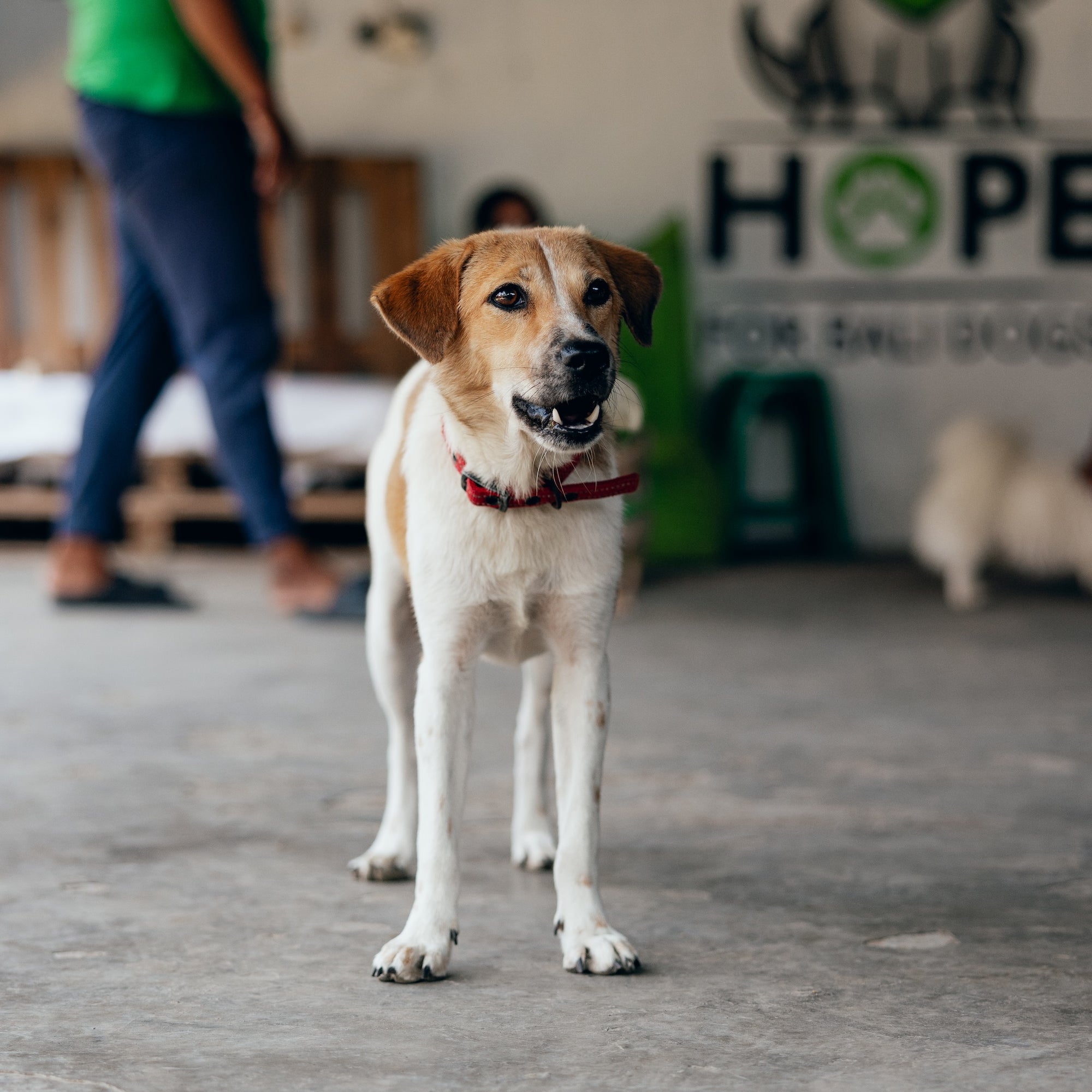 Giving Back - The Paws at Hope For Bali Dogs
