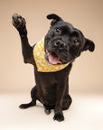 3 Pack of Fall Fun Dog Bandanas