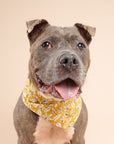 Golden Fall Leaves Dog Bandana