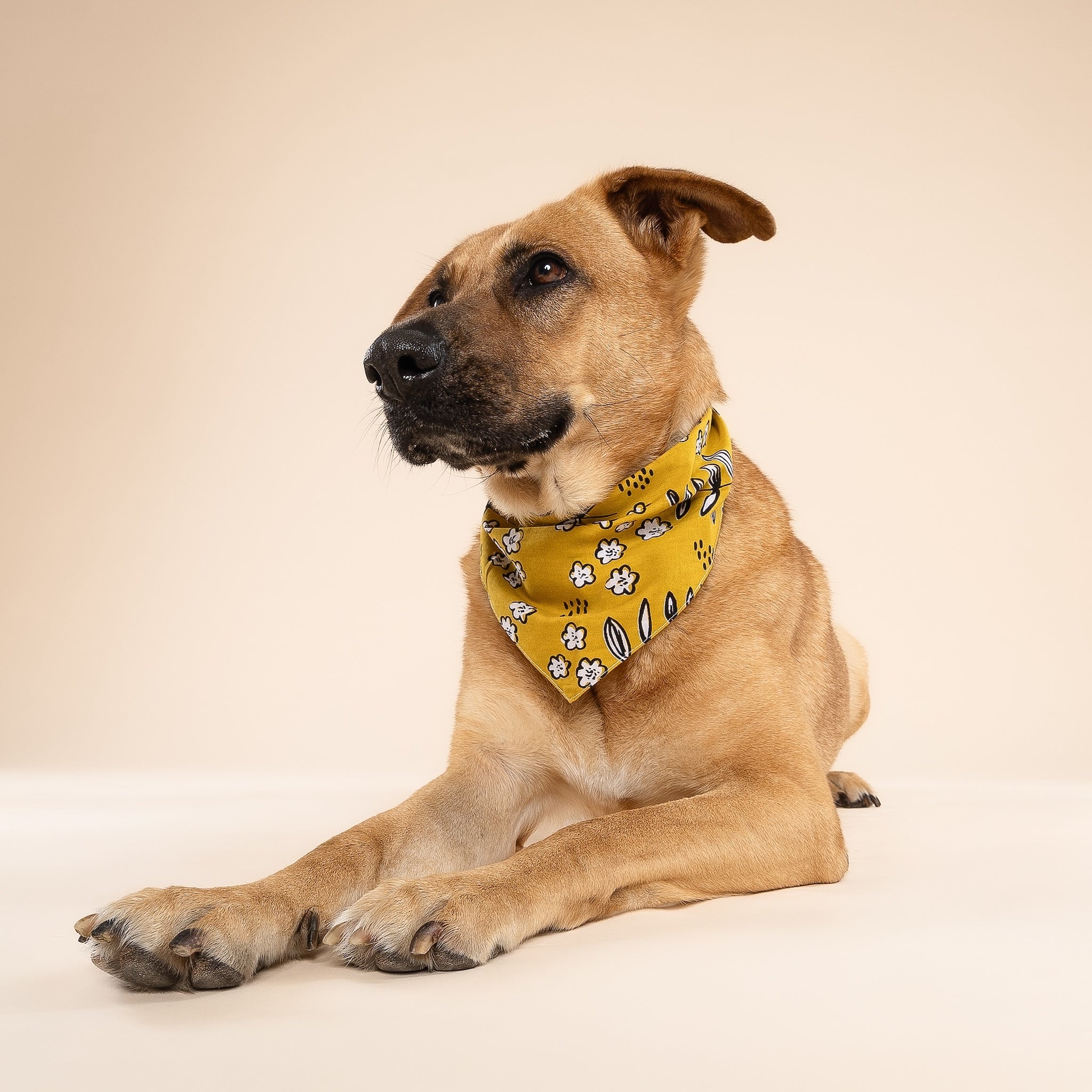 Goldie Dog Bandana