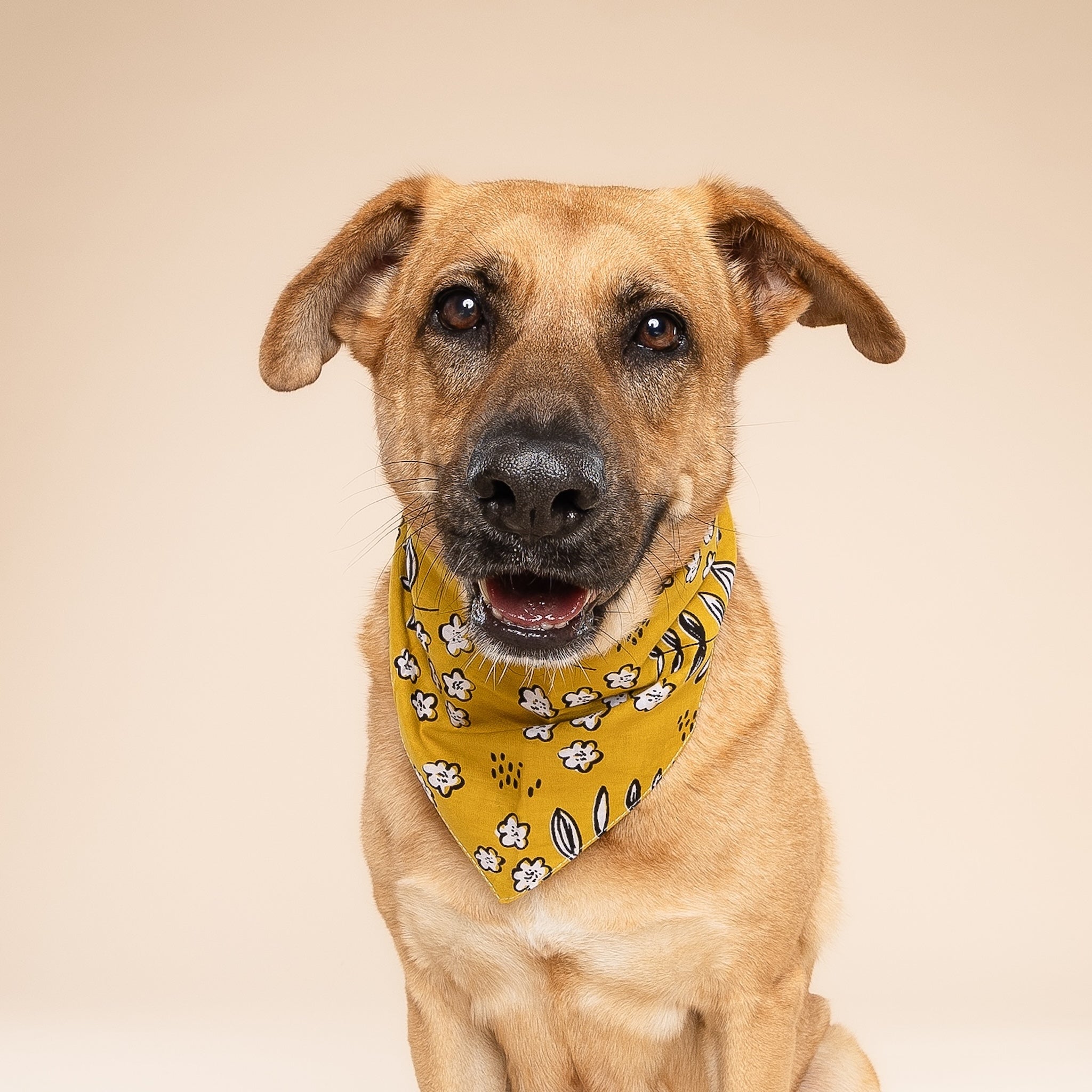 Goldie Dog Bandana