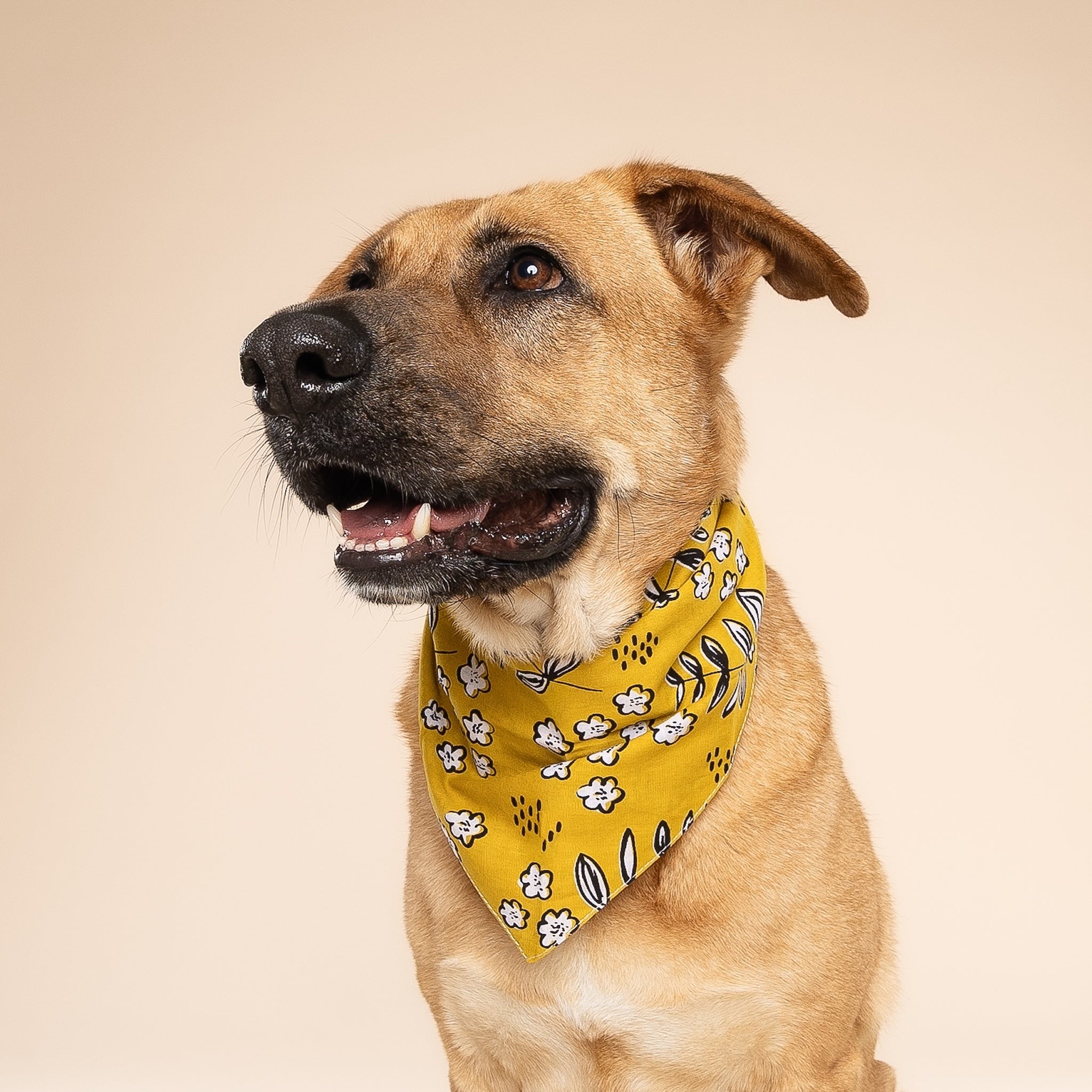 Goldie Dog Bandana